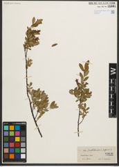 Foto von Salix myrtilloides L. x Salix repens L.